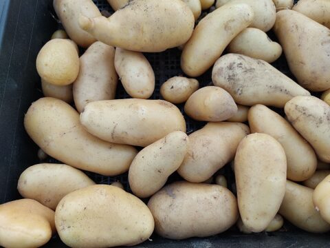 🥔煮崩れしにくい！なめらか食感のメークインMサイズ約3kg｜煮物やカレーに｜農薬・化成肥料不使用🥔