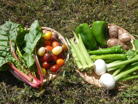 一人暮らしの方に・季節の野菜セット５～７品（Ｓサイズ・1～1.5kg前後）【お試しサイズ】