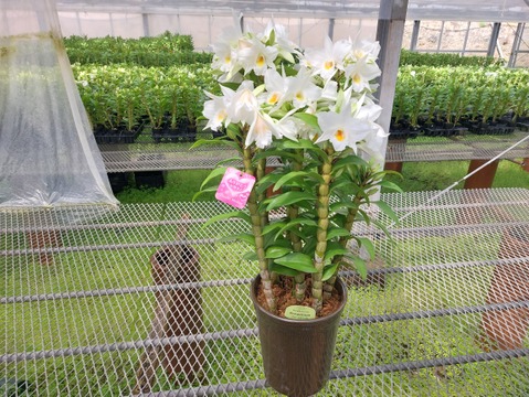 【母の日ギフト】ボリュームのある豪華な蘭をどうぞ 夏の蘭“フォーミディブル”5本立