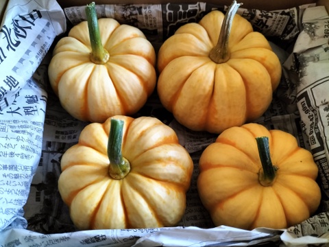 プッチーニ（約1kg 3〜5玉 ）🖤ねっとり甘い可愛いカボチャ【冬ギフト】