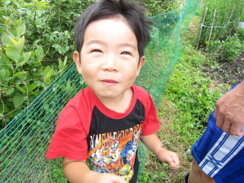 ”プロアスリート監修”　蒜山高原産　トウモロコシ　ドルチェ 4.5kg(９本～１２本）必ずクール便を選択してください（2025年度は8月10日まで）