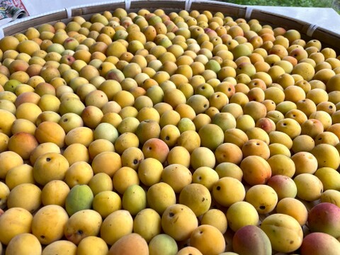 【完熟】宮城県産 黄梅 3kg～ 梅干し・梅ジャム・梅シロップ用 ♪  栽培期間中農薬・除草剤・化学肥料不使用