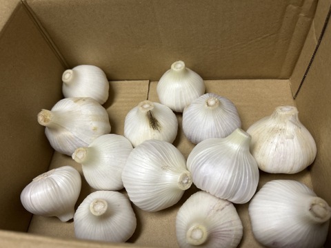 《香りバツグンです》フレッシュにんにく１KG 五島列島産 自然農業での栽培 ニンニク