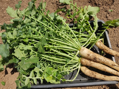 ✨朝採れ葉付き！旬の時なし大根 約2kg｜みずみずしい春の恵み｜葉まで楽しめる｜農薬・化成肥料不使用✨