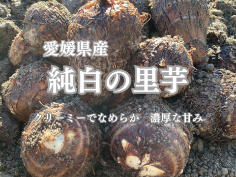 掘りたて直送❗愛媛県産 純白の里芋（さといも） 3㎏