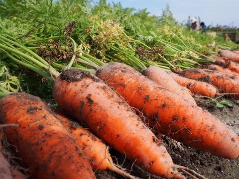 ぽっけのにんじんミニ4キロ【北海道自然栽培人参】