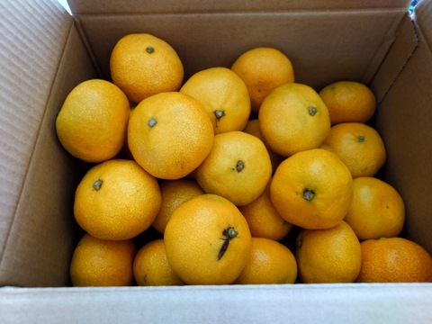 真夏の果実！　完熟ハウスみかん　Sサイズ（直径約5.5~6.1ｃｍ）2kg