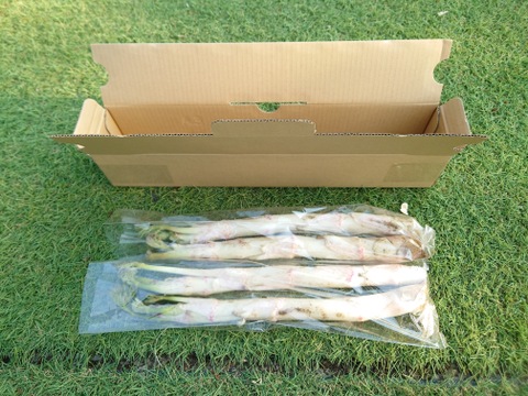 群馬県産　採れたてウド　４本　500〜550g