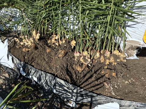 R7【四万十町産】R7.10月収穫4㎏（洗い生姜、土佐一生姜)