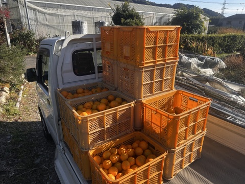 春の香りと味！プチプチ食感、はるみ【ご家庭用・4kg】