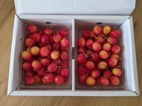 ★山形さくらんぼの産地東根市より初夏のさっぱりとした爽やかな味わい★～朝摘み～のもぎたて★さくらんぼ★大将錦★　贈り物にも　約１ｋｇ　ご家族でいかがですか？