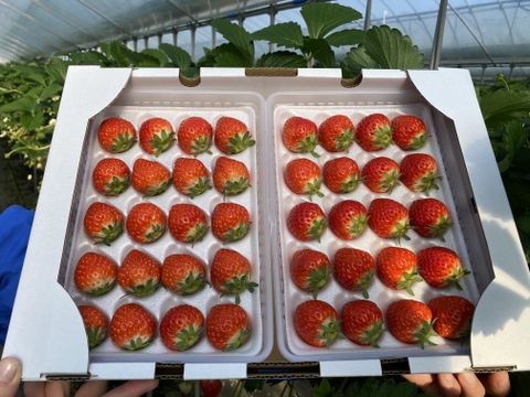 【苺音エコノミーハーフ約600g】香川県産さぬきひめ｜食べチョクいちごグランプリ2025金賞受賞❗️