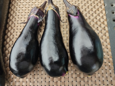 🥒🍆夏の定番コンビ！キュウリ10本＆ナス約600g｜サラダにも炒め物にも｜朝どれ直送｜農薬・化成肥料不使用🥒🍆