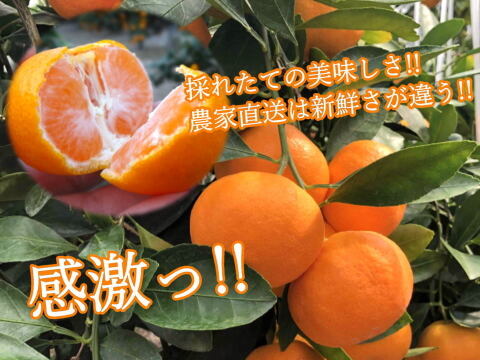 【夏ギフト】【お中元】とろける甘さのハウスみかん！果汁たっぷり！冷蔵庫でキンキンに冷やしてやみつき！ネットで話題の「蜜ツ星（みつぼし）」黒化粧箱　Ｌサイズ　秀品　１０玉入【商品番号05】「熨斗対応可」