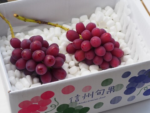 【クイーンルージュ】皮ごと食べられる希少品種！甘さ際立つ高級ぶどう！