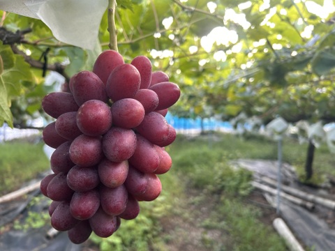 【超数量限定】島根県オリジナル高級ブドウ「神紅」。【化粧箱】【550g×1房】