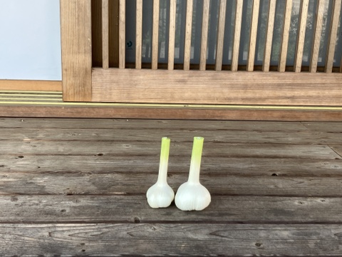 自然栽培　生にんにく　箱込　２ｋｇ