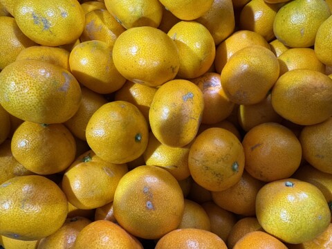 【訳あり】頂みかん2ｋｇ
