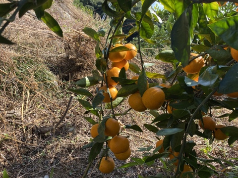 【これ選べば間違いなし】段畑育ちの早生みかん　サイズ混合　5kg