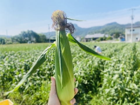 【生で食べられる幻の白いとうもろこし】香川県産ピュアホワイト🌽🤍