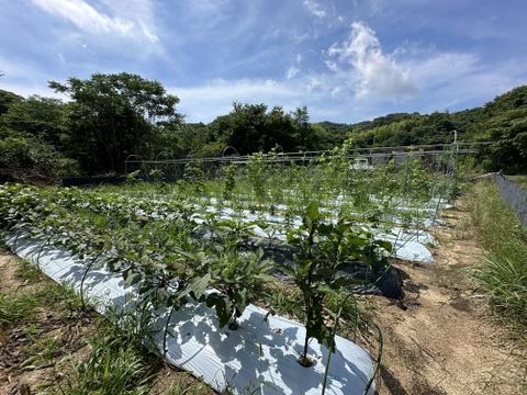 キラピカ野菜BOX７〜8品朝穫れ【農薬化学肥料不使用】農の島＊大三島＊よりお届け！