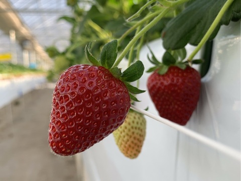 【とても稀少な黒いちご】「満天☆青空レストラン」で紹介された特選食材です！軽井沢高原プレミアムいちご（真紅の美鈴）・化学農薬を限界まで抑えたこだわりの当園独自農法★15粒または18粒入り【贈答用】