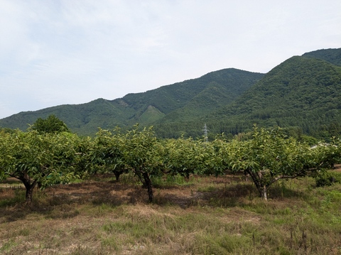 希少！【群馬県みどり市産】平核無柿（ひらたねなし）樹上脱渋　ご家庭用　約4KG