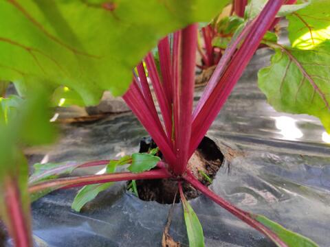 🌱収穫そのままお届け！畑直送！「食べる輸血」採れたて葉付きビーツ1〜2種セット約1.5kg🌱｜畑の鮮度そのまま✨｜農薬・化成肥料不使用｜✨