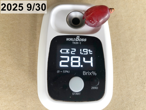 「数量限定」 粒ぷりっぷり食感！果汁が溢れ出るバイオレットキング 800g クイーンマスカット100g程度おまけ有　　少量食べ比べクール便