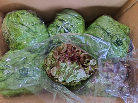 淡路島レタス、８玉