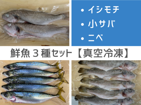 特別価格 鮮魚３種セット イシモチ 小サバ ニベ 千葉県産のその他魚 食べチョク 産地直送 産直 お取り寄せ通販 農家 漁師から旬の食材を直送