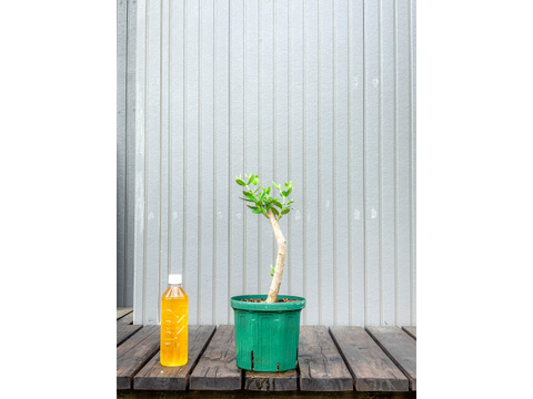 オリーブ 鉢植え ハーディーズマンモス｜育てやすい シンボルツリー・盆栽にも最適　31