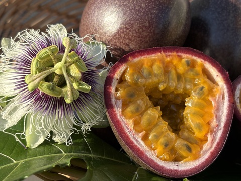 さわやかな酸味と甘味のハーモニーでトロピカル気分♪うるま市石川育ちのパッションフルーツ（贈答用・1㎏箱　満杯詰め）※重量は約1㎏となります。