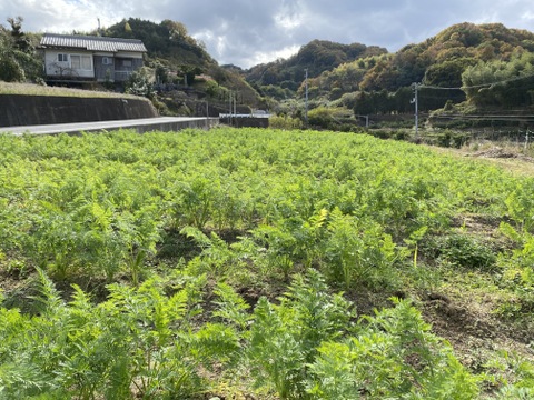 【自然栽培】葉付にんじん（黒田五寸人参）2㎏（肥料・農薬不使用）