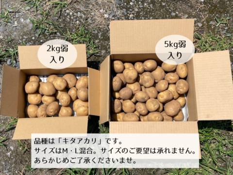 ジャガイモ】キタアカリ5kg弱（M/Lサイズ混合お任せセット
