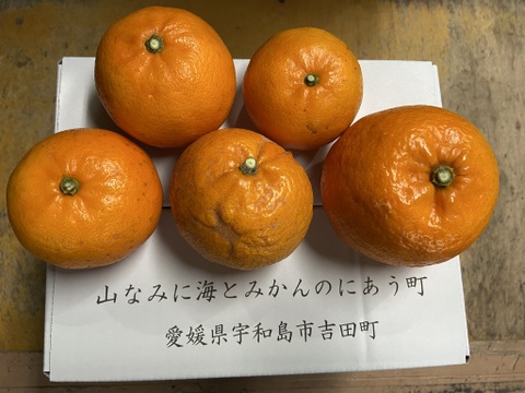 【農薬不使用】柑橘の王様せとか２．５ｋｇーサンプル糖度１２～１３度