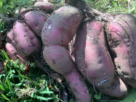 🍠さつまいも　紅はるか🍠　２kg❗️