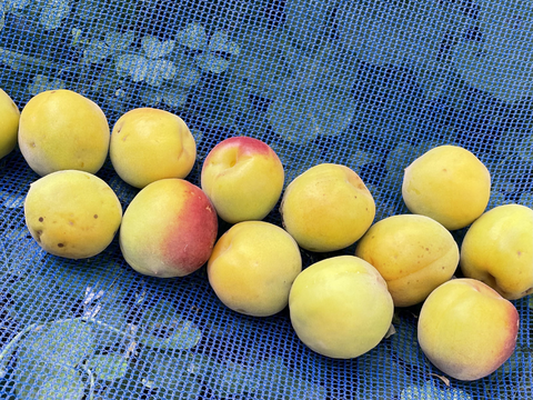 朝もぎたて！ 紀州南高梅 完熟梅 梅干し用 4kg 【特別栽培】 訳あり