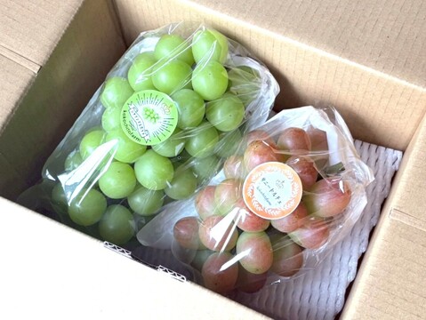 ごほうび気分で味わう、ふたつのぶどう　岡山県産『シャインマスカット＆サニードルチェ』ご自宅用１kg