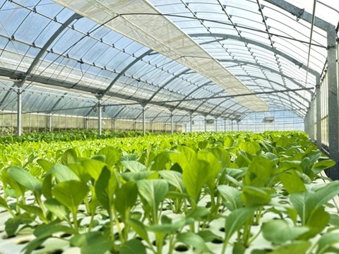 冷凍小松菜　鹿児島県産　250g×3袋