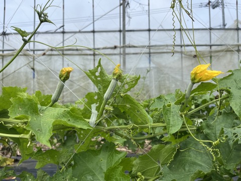 沖縄県南城市産　生でも食べれる！『美らへちま』2kg箱