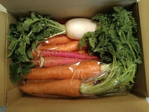 【渥美半島から】おいしい人参2ｋｇ