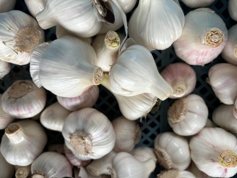 【期間限定】採りたてフレッシュ！鹿児島県産　生ニンニク１ｋｇ