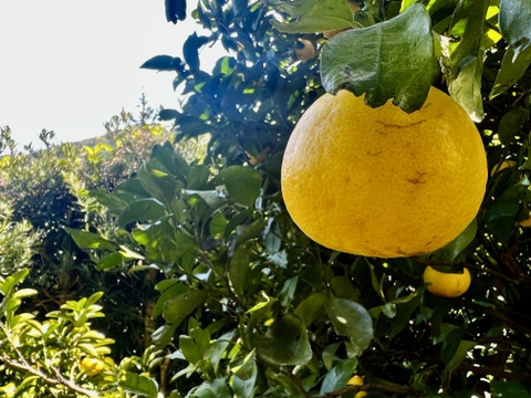 日向夏🍊(家庭用・5Kg)