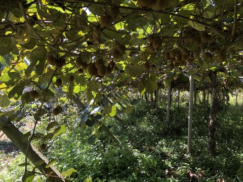 緑色でも高糖度！山梨県産キウイフルーツ（香緑）1.75〜1.8kg