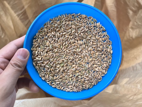 【小麦の祖先？】有機古代小麦 ブラックエンマー玄麦 900g 2025年産  北海道 十勝 ほんべつ産   ※小麦粉じゃありません