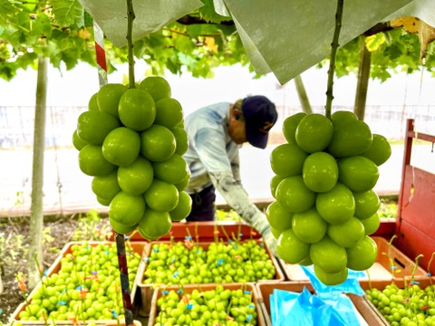 希少品種！富士の輝１房＋シャインマスカット１房
発送予定：9月12日～9月18日