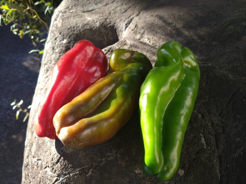 🫑野菜嫌いが吹っ飛ぶ🫑『下剋上ピーマン』400年土壌の栄養を最大限享受したブランドピーマン💡寛永鶴見ブランド1kgお試しキャンペーン💪2026年度予約☘️