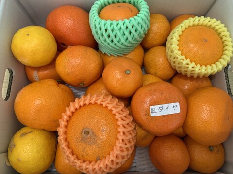 【食べ比べ】最新品種多数！史上最大のみかん食べ比べ！こだわり７品種がこの１箱でまるごと楽しめる！「旬のこだわり柑橘食べ比べ玉手箱-虹色-」　ご家庭用　ジャム無　約３kg入　【商品番号】【2002】