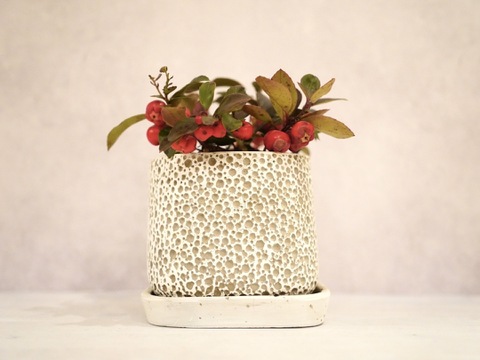 ミニ盆栽【チェッカーベリー × 白泡模様陶器】高さ約17cm×横約19cm【朝市限定】